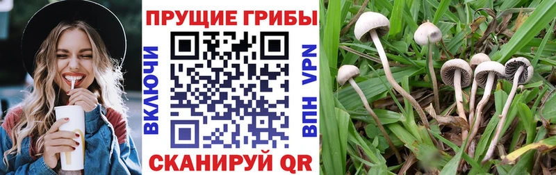 Псилоцибиновые грибы Psilocybe Красноярск